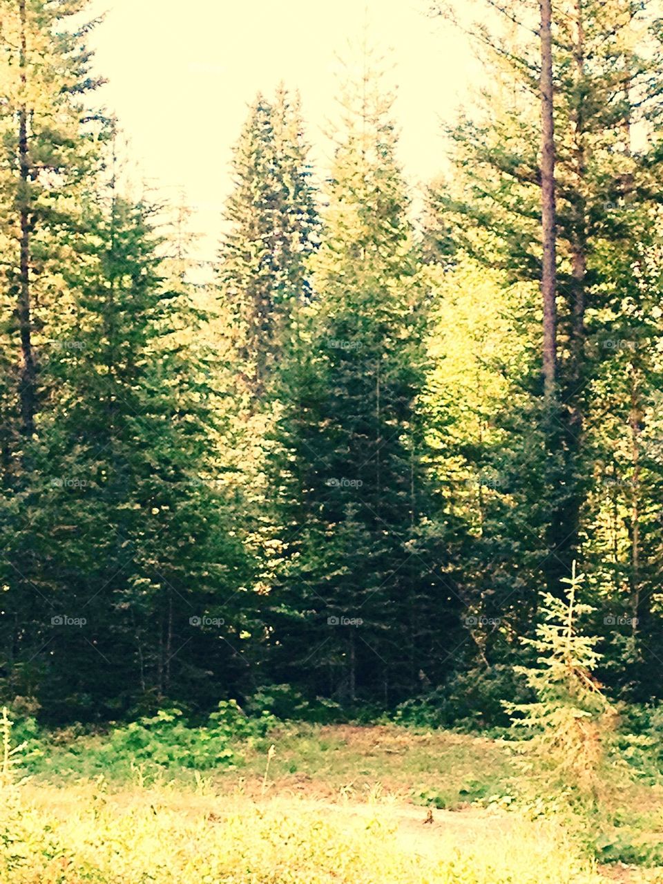 Golden Mountain Spruce