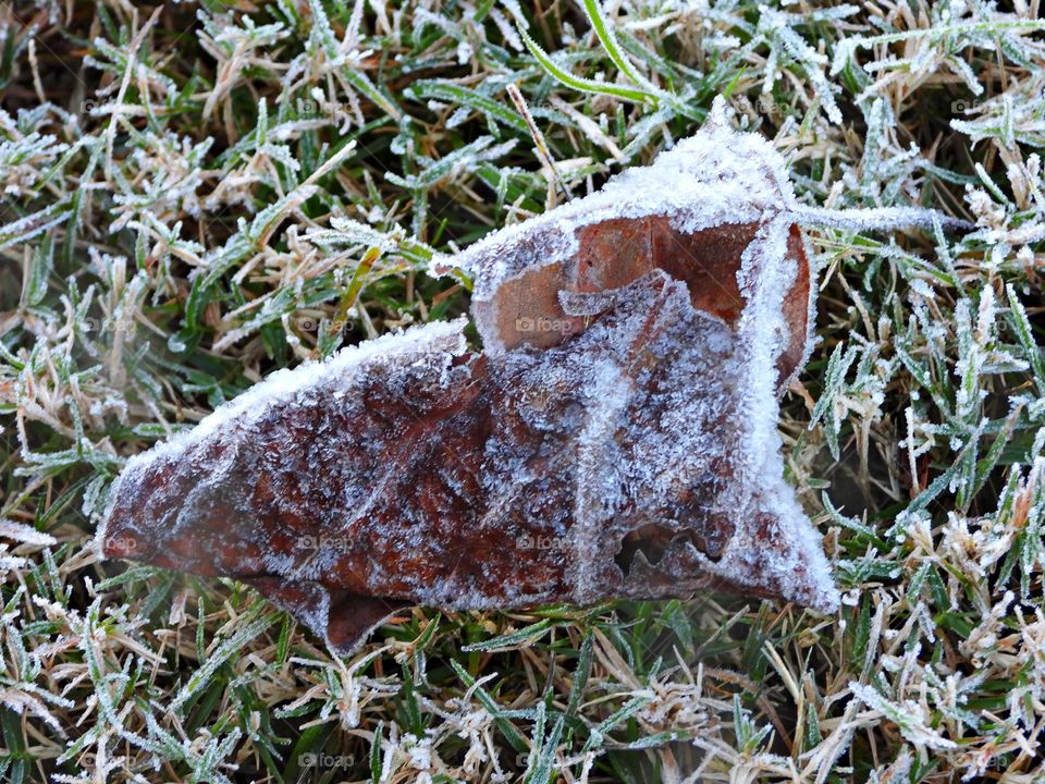 Surprise frost in Florida  (Golf Course) - Notice a coating of ice crystals, formed by moisture in the air overnight, among other things. This ice usually forms as white ice crystals or frozen dew drops on the grounds surface