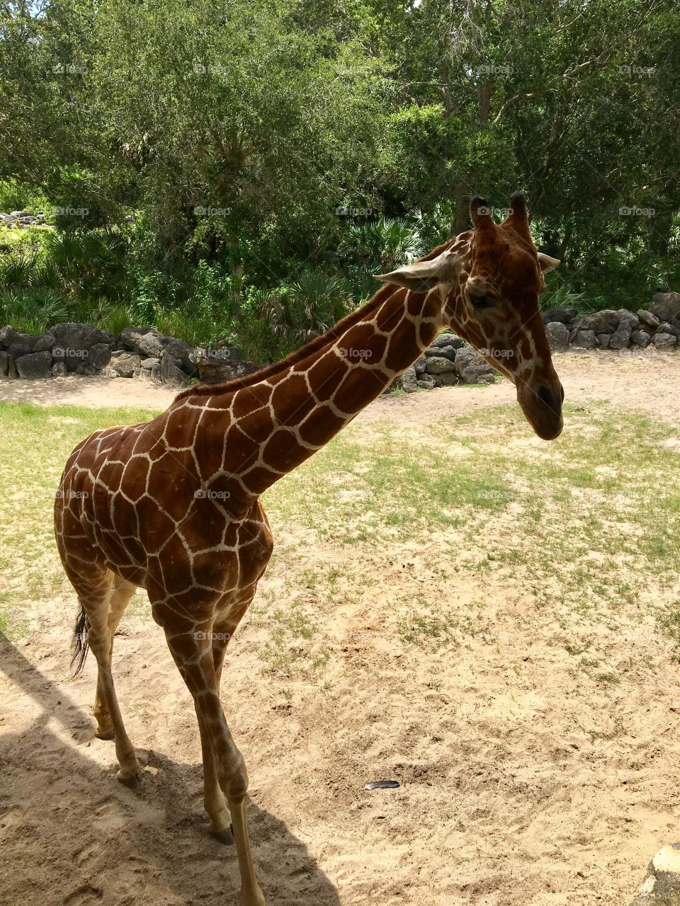 Giraffe in Florida