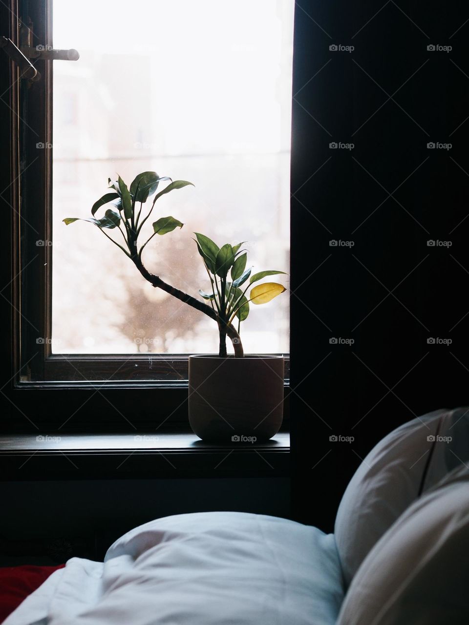 Domestic plant on window