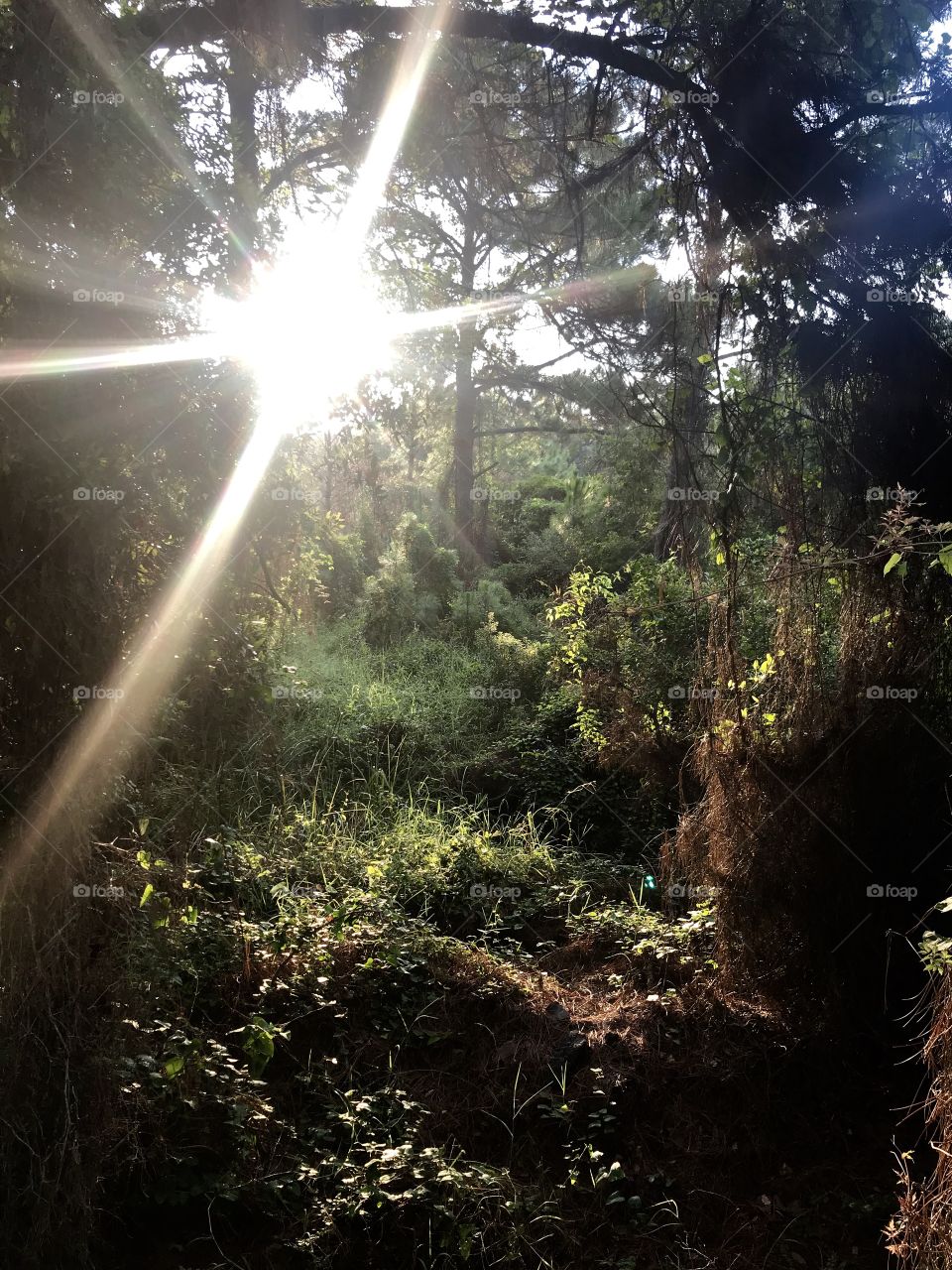 #Nana’s Woods- #After rain- Always captured while running!