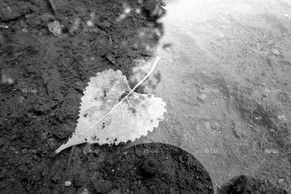 Black and White Reflections