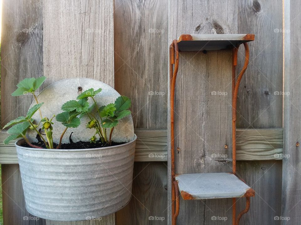 Strawberry plants in a pot and a rusty wall shelf hanging on a wooden wall