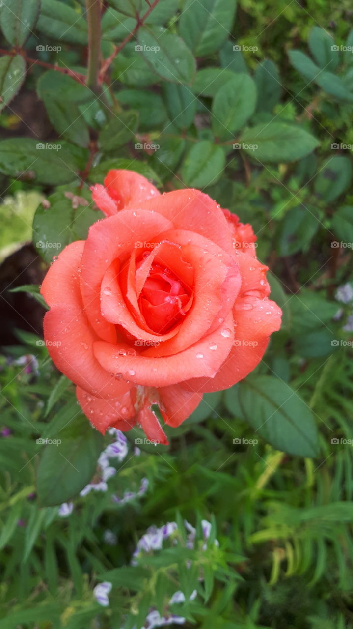 Blooming orange rose