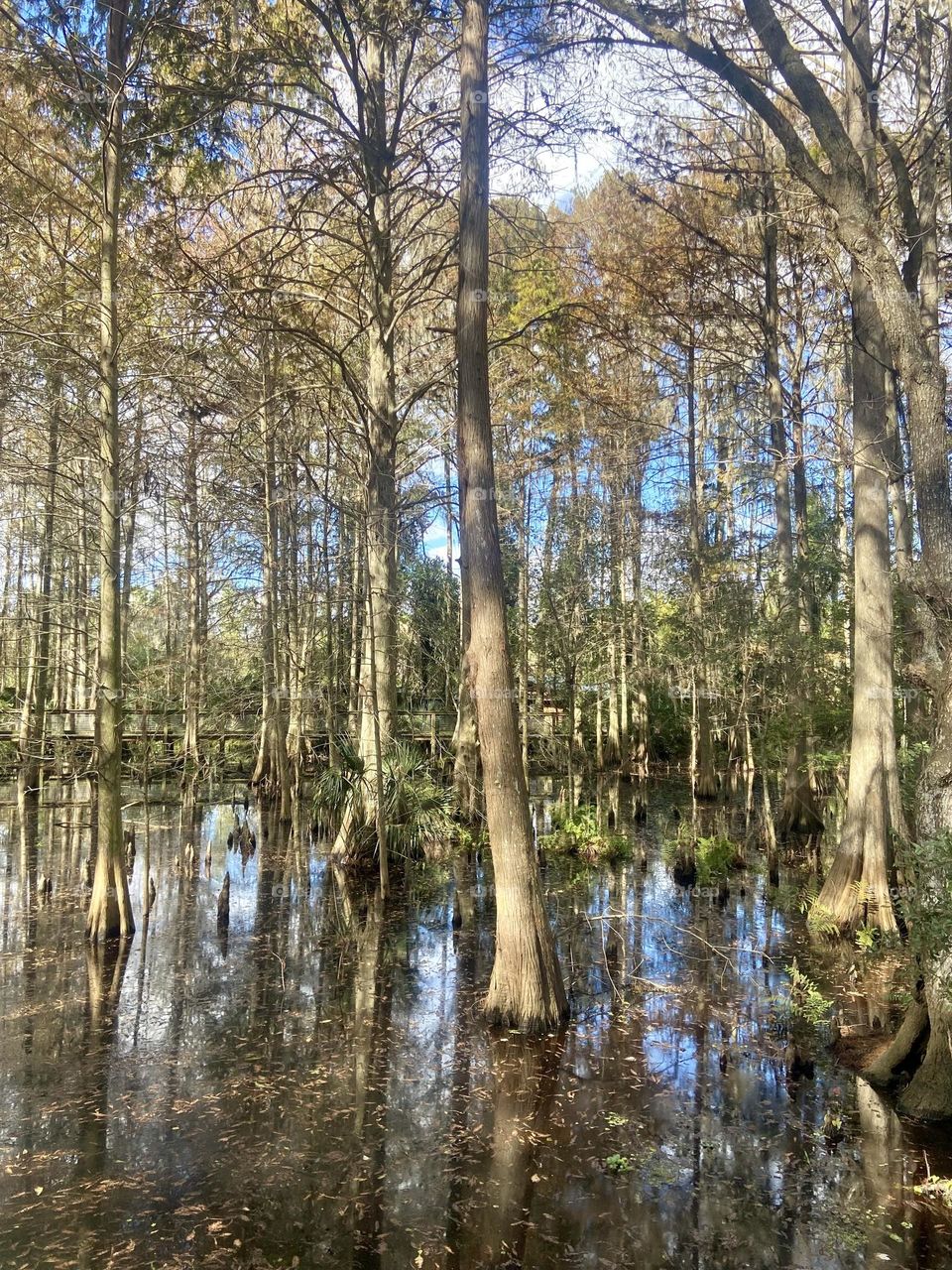 Tall, thin pine trees growing out of swampy water