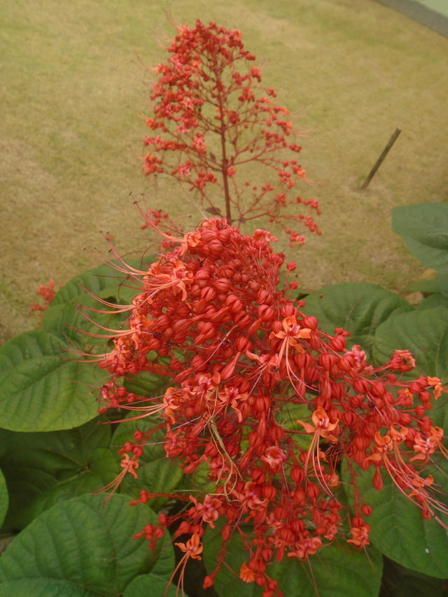 PLANT, GARDEN, LEAVES, FLOWERS, ENVIRONMENT.
