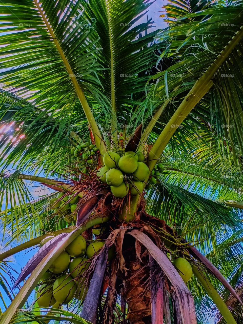 Many Coconut in coconut tree under warm sun light in blue sky day at North Sumatra, Indonesia