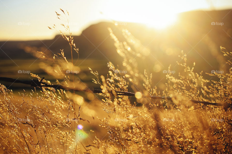 Icelandic golden hour. Beautiful golden glow in Iceland 