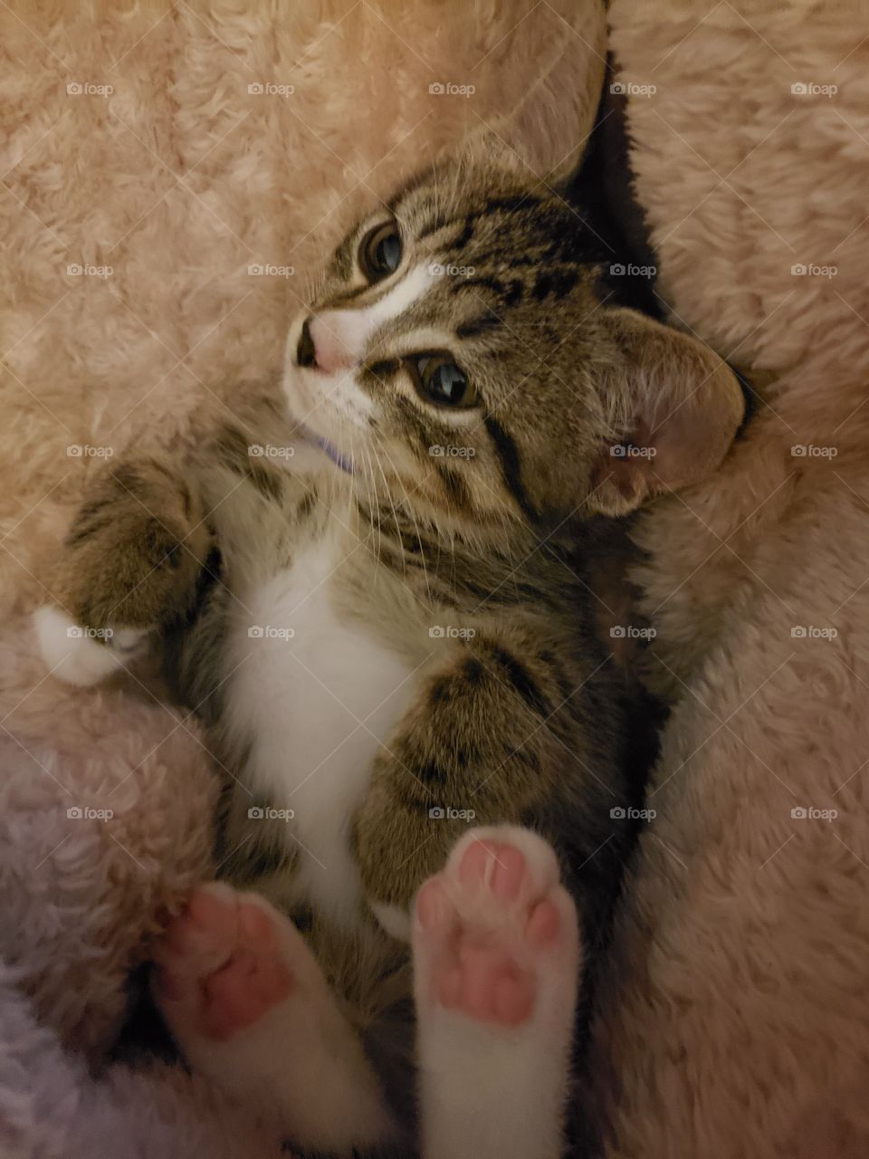 Kitten Pretty in Pink