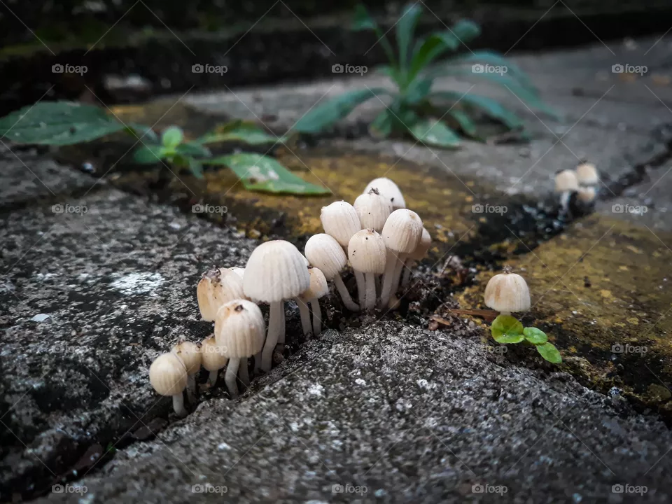 Cogumelos.