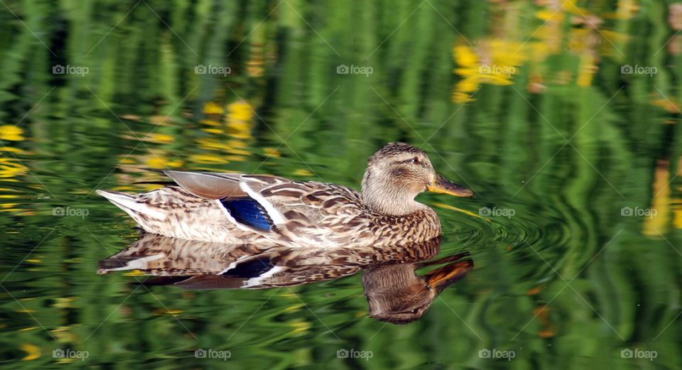 Mallard duck swimming in water