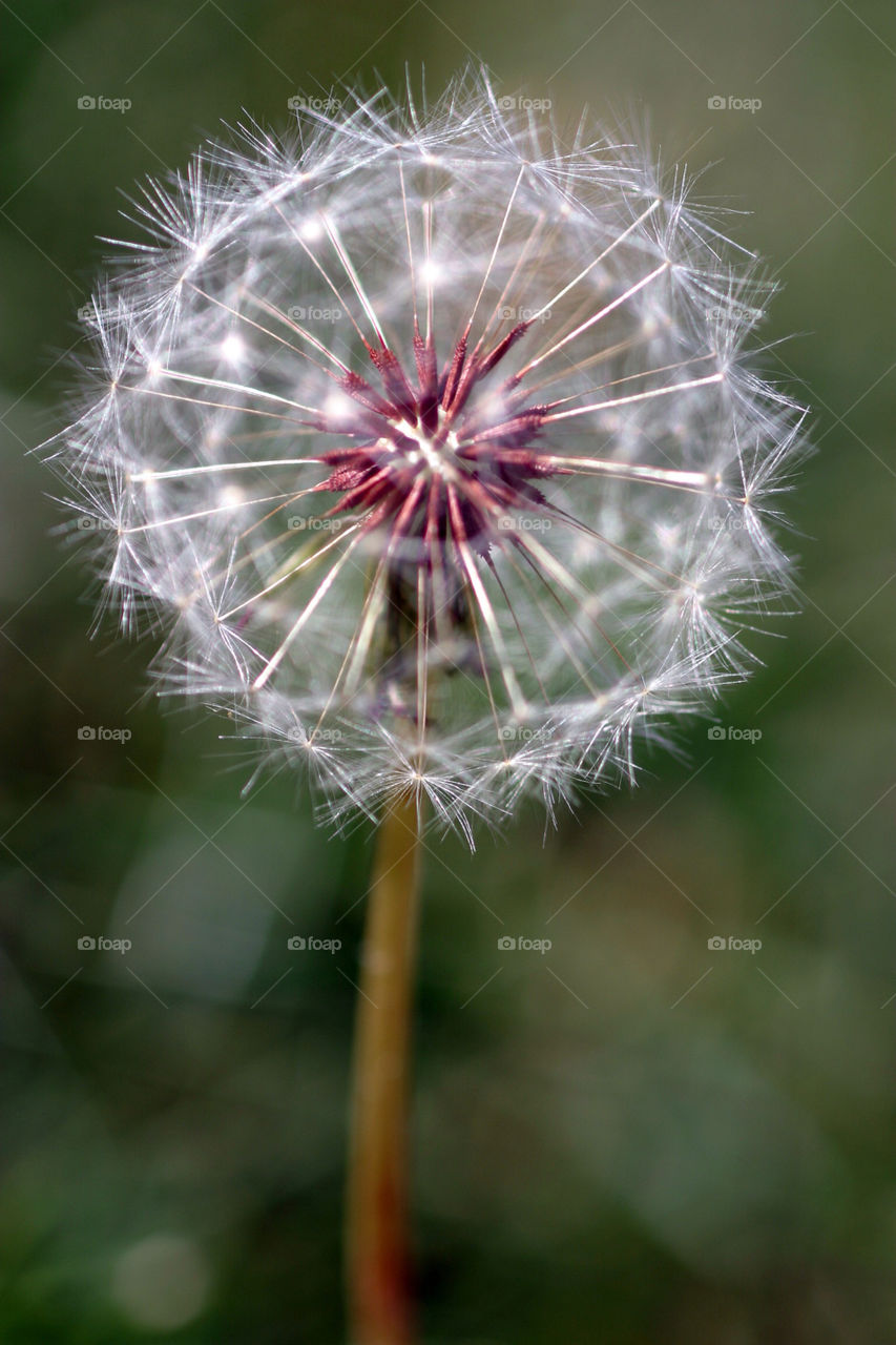 Dandelion seed head
