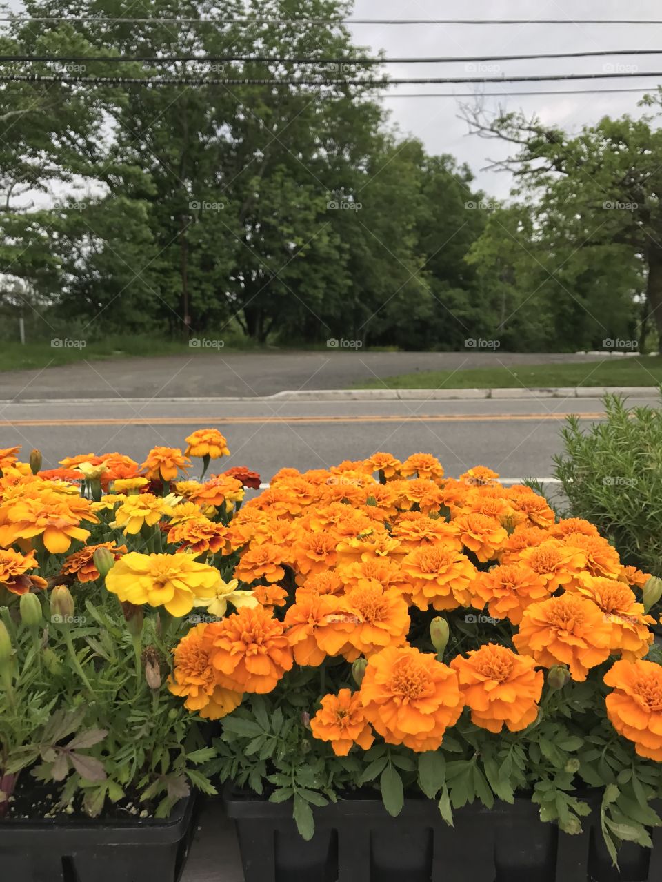 Orange crew 