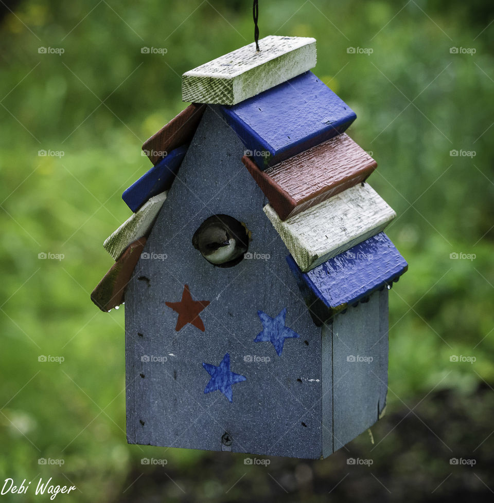 Tree Swallow Nesting Home