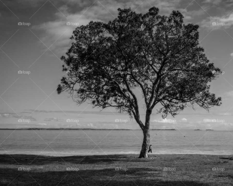 amazing black and white picture of a single tree