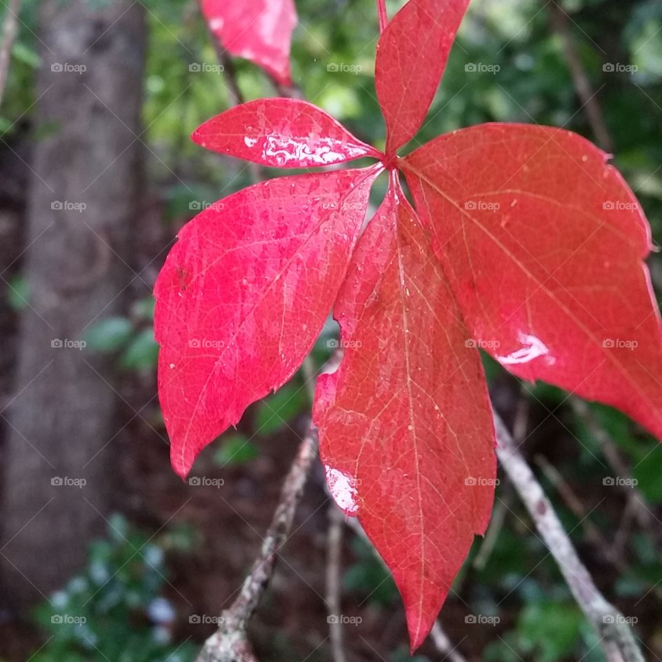 red leaf