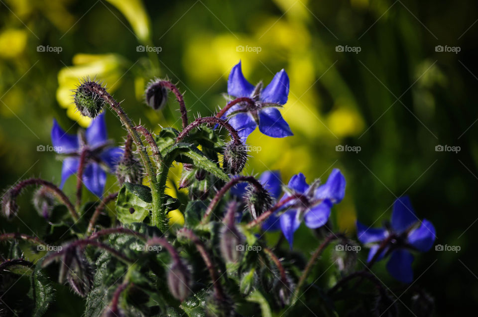 Borago officinalis