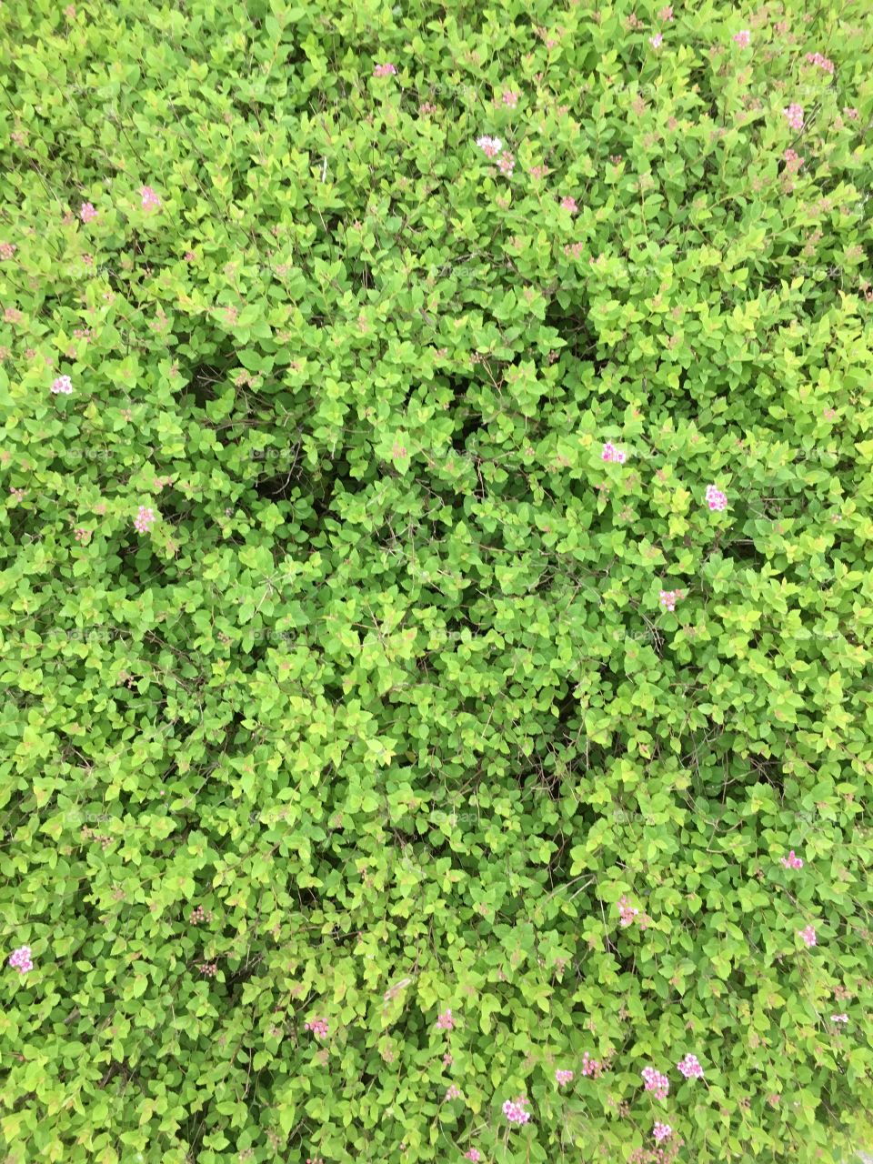 Green shrub with tiny pink flowers 