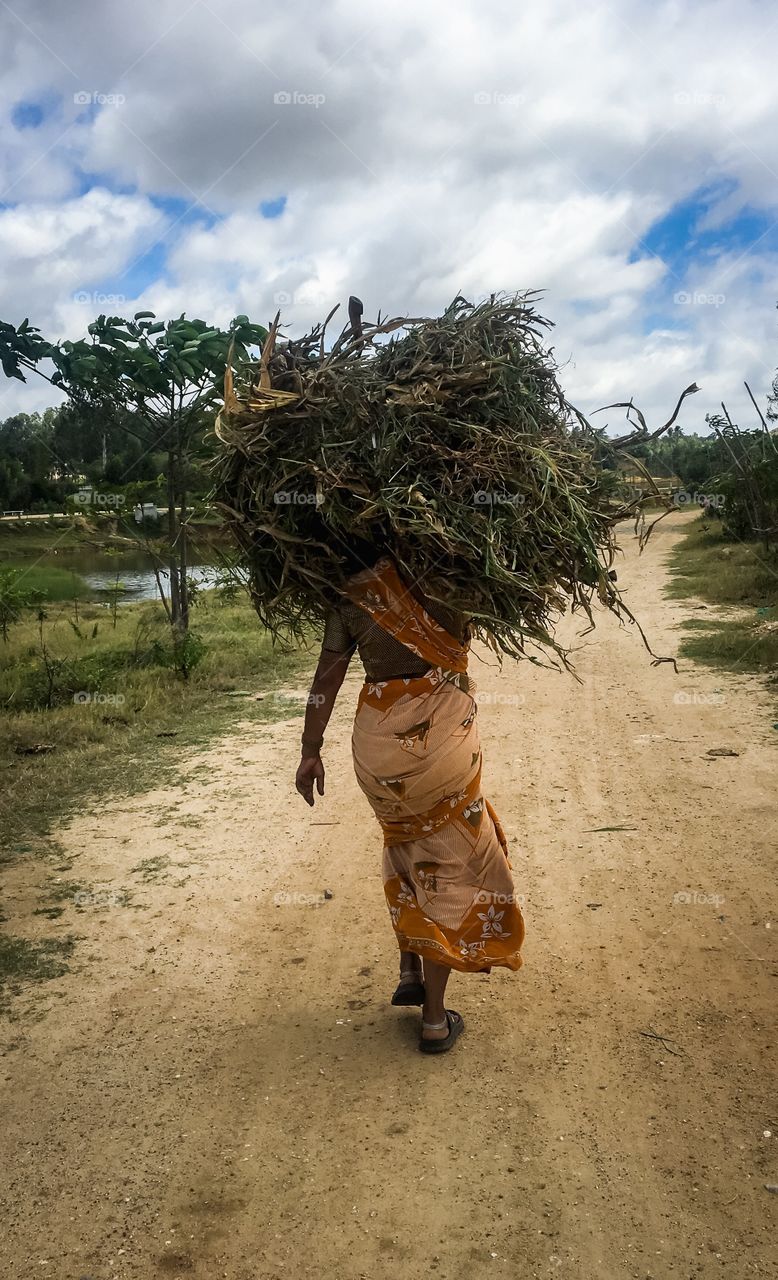 Women carrying the grass to feed her cattle, Photo captured in India