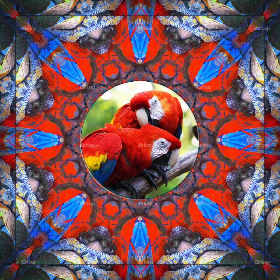 2 Parrots with a Kaleidoscope Border