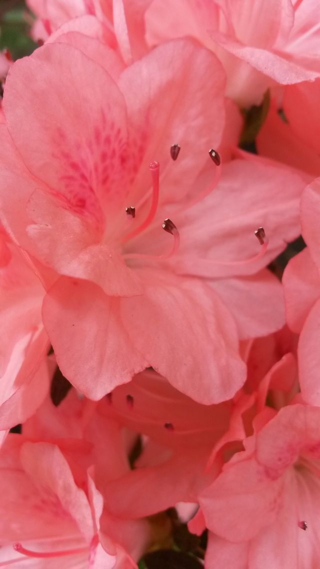 Spring flowers