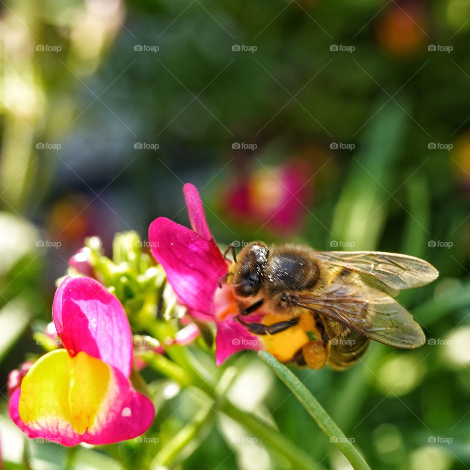 Bee 