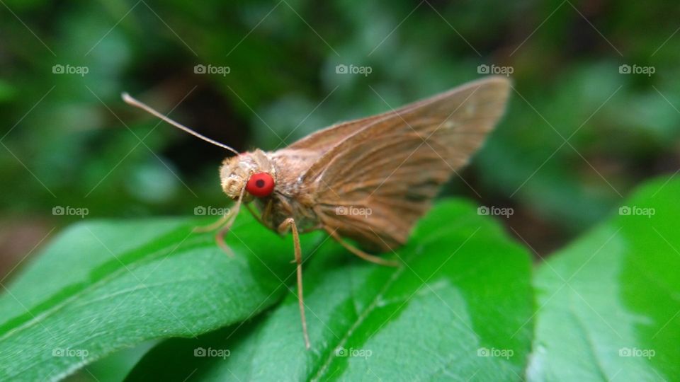 A beautiful butterfly with red eyes perched on a leaf