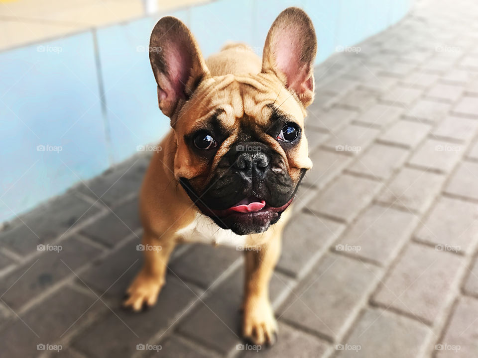 Cute smiling french bulldog 