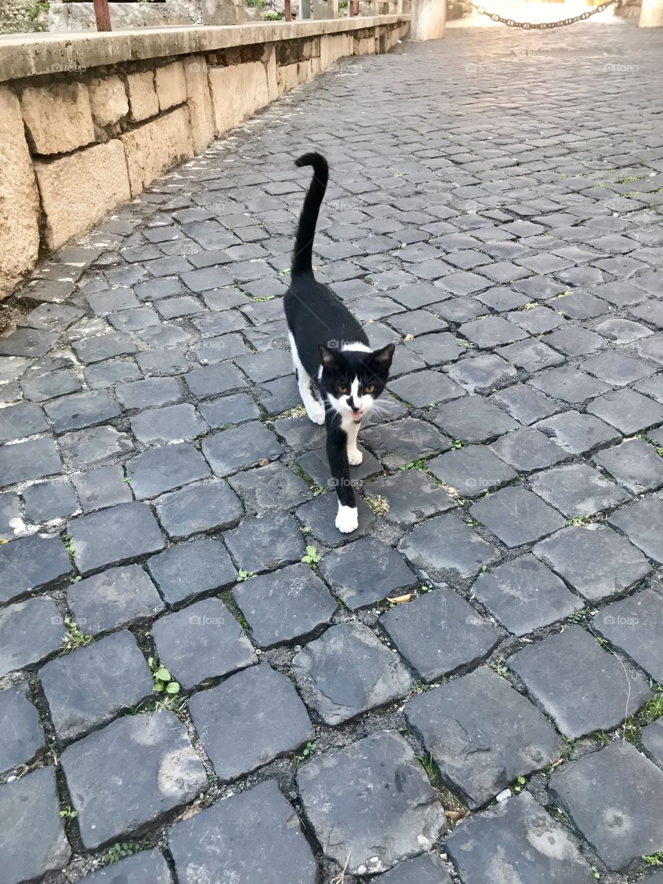 Street Cat in Terracina, Italy