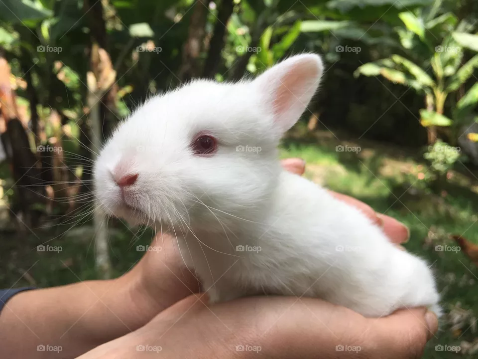 Rabbit 
