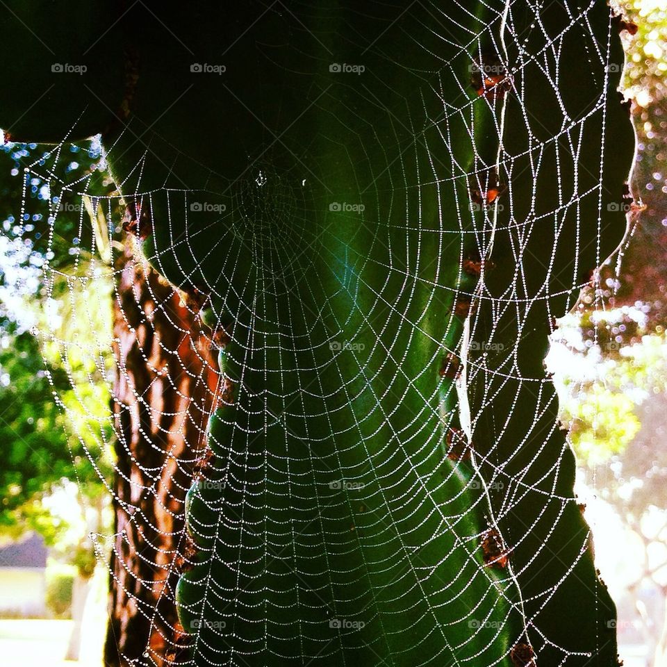 Spider Web