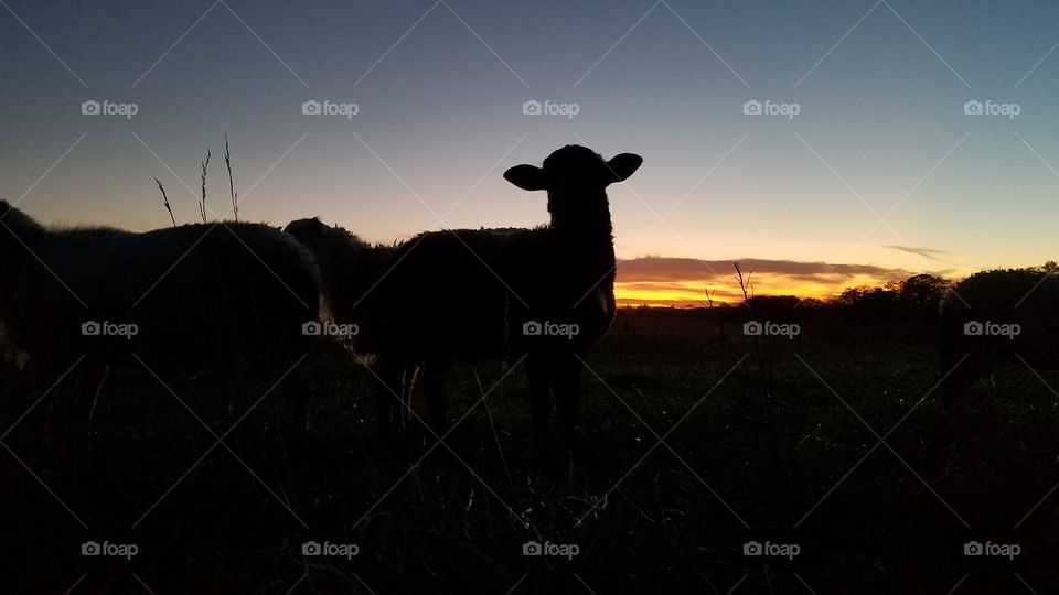 sunset sheep 2