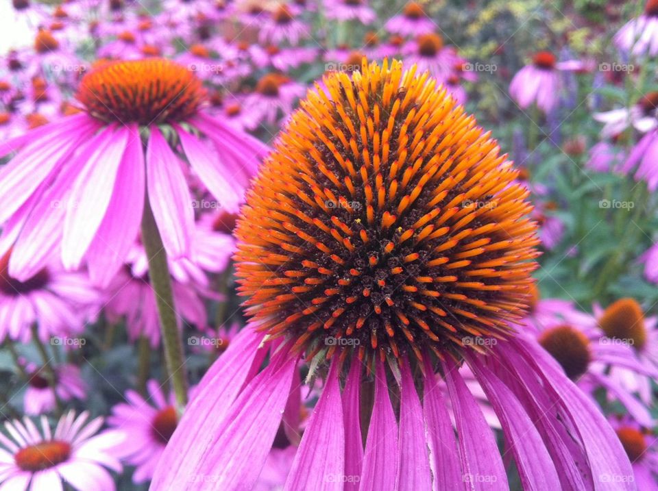 Close-up of cone flower