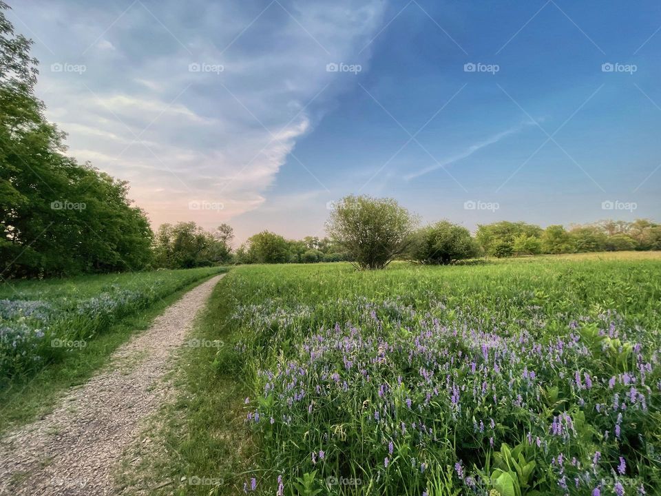 Countryside walking trail