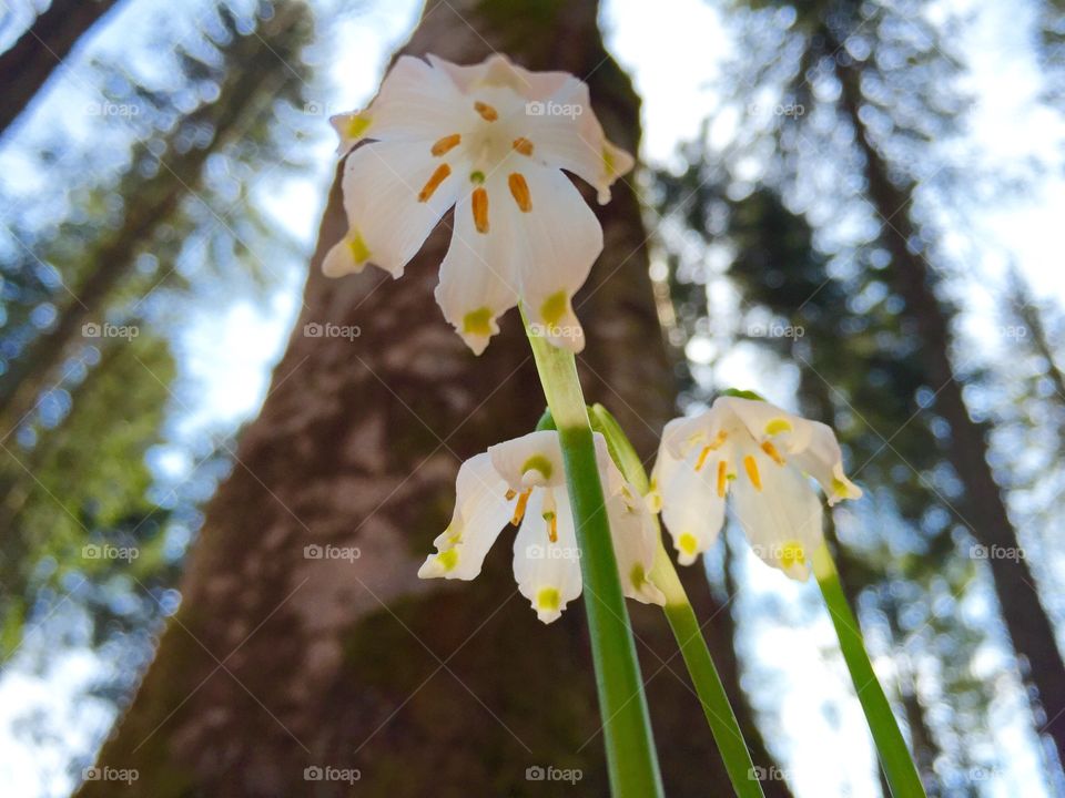 Wild snowdrops in the forest
