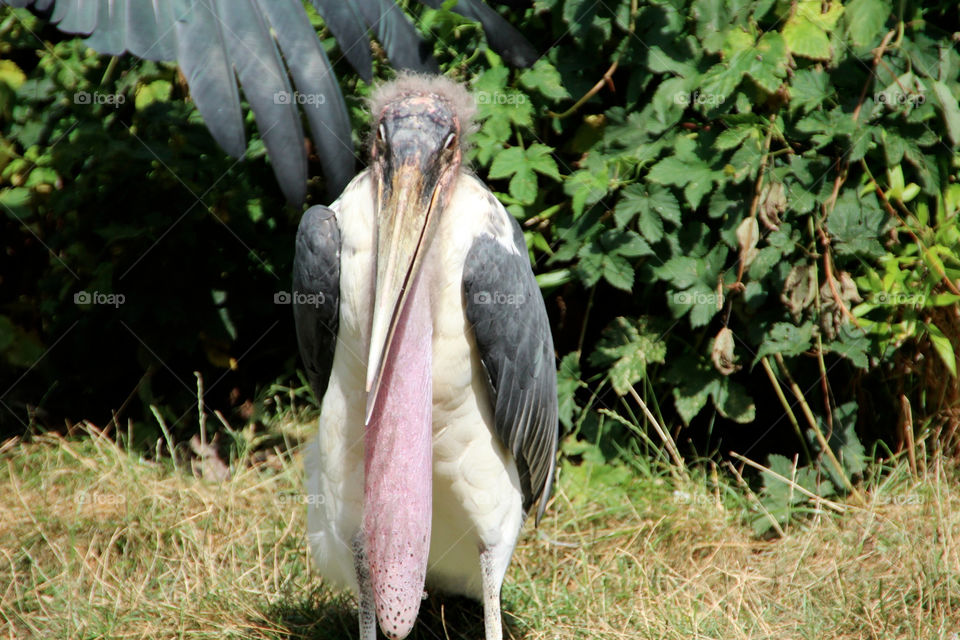 birds animals by stef79