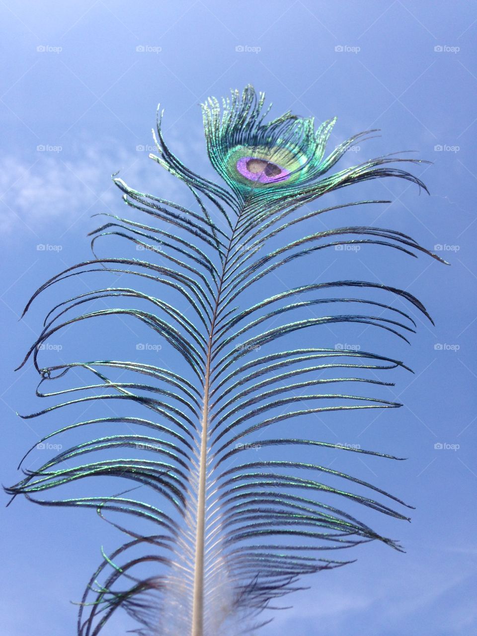 Peacock feather in the sky. Peacock feather in the sky