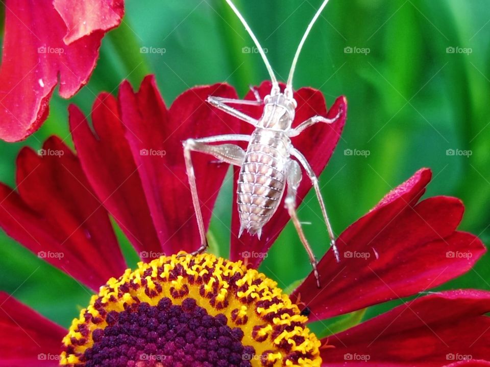 Helenium, a genus of annual and perennial herbaceous plants of the family Compositaceae. A cricket on a flower.