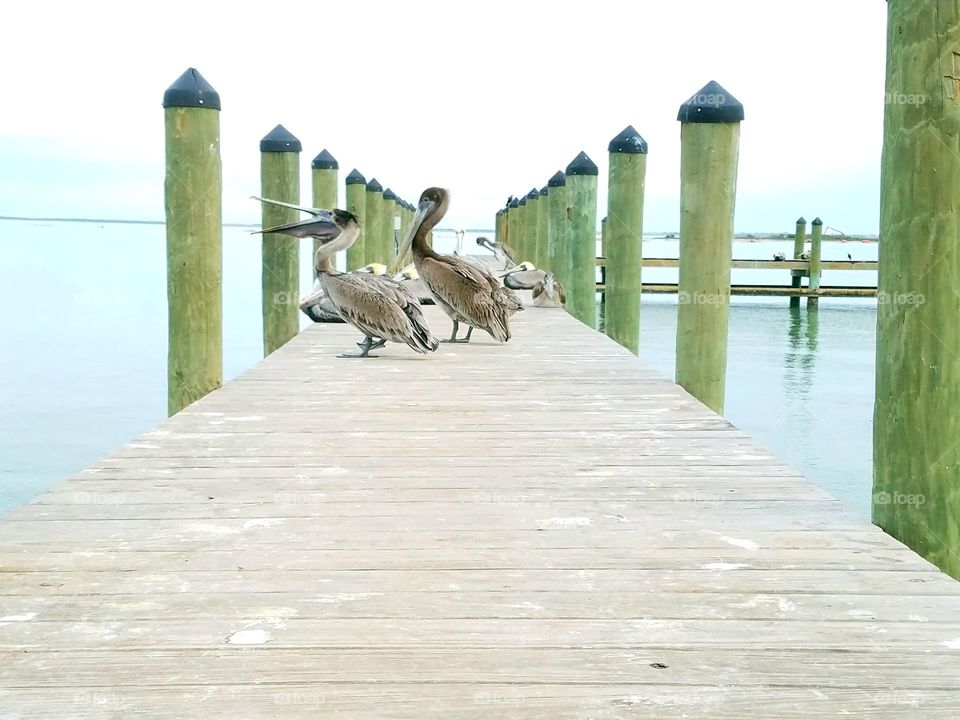 Pelicans on pier