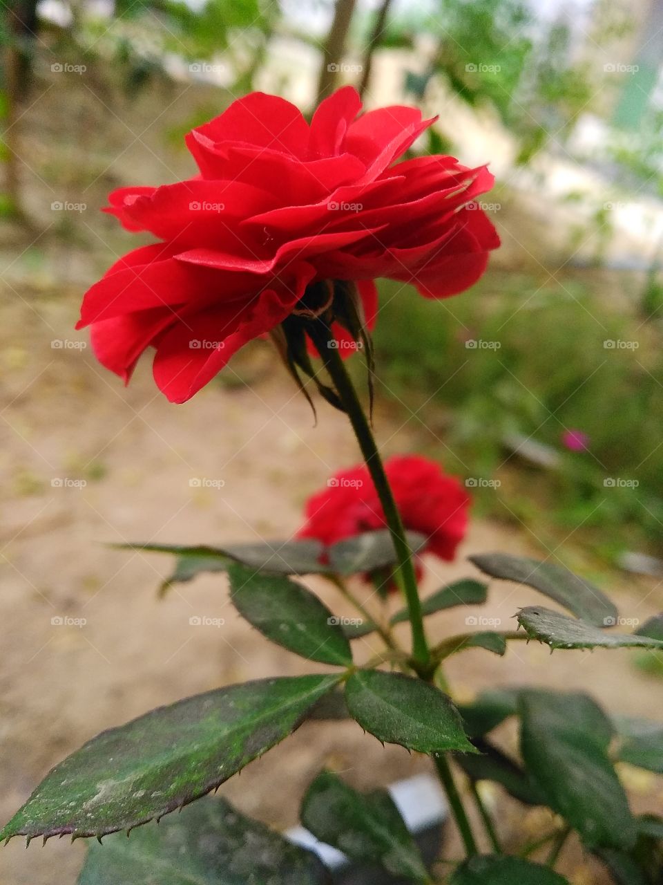 rose