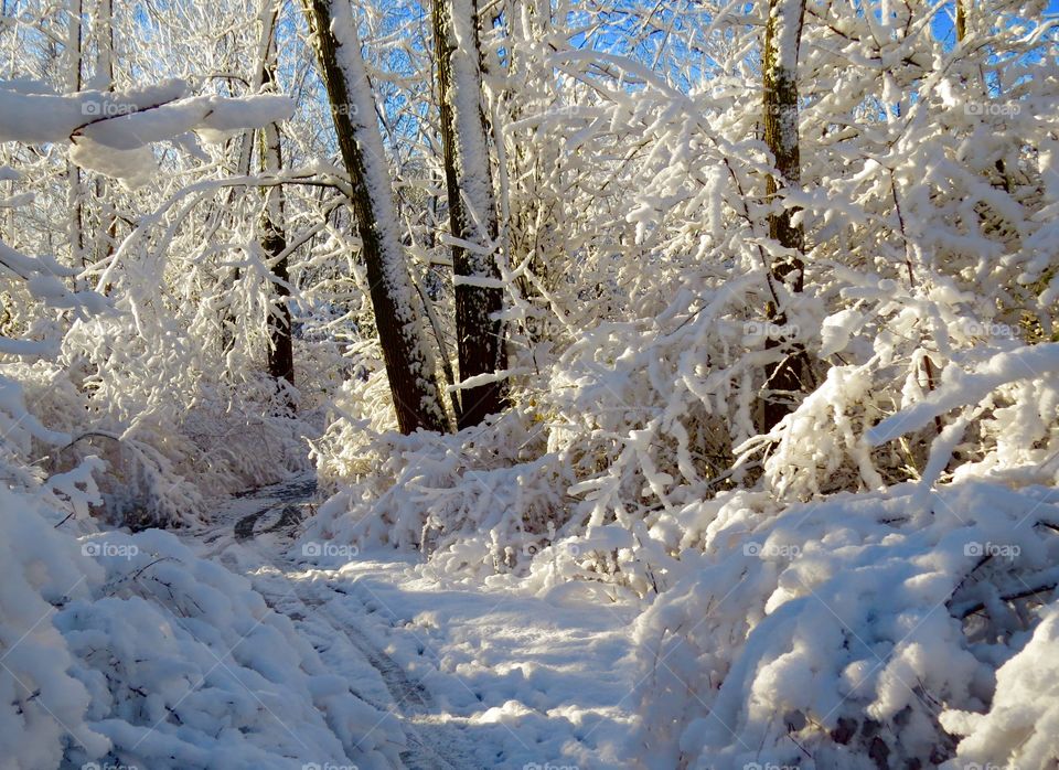 Winter path through the woods