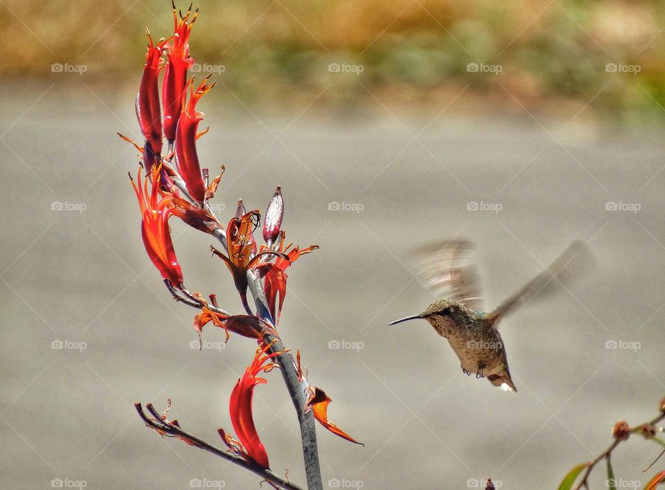 Hummingbird Hovering Near Flowers