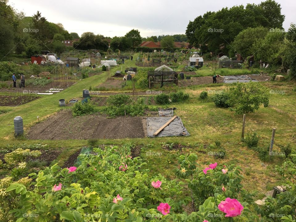 Pretty countryside allotment 