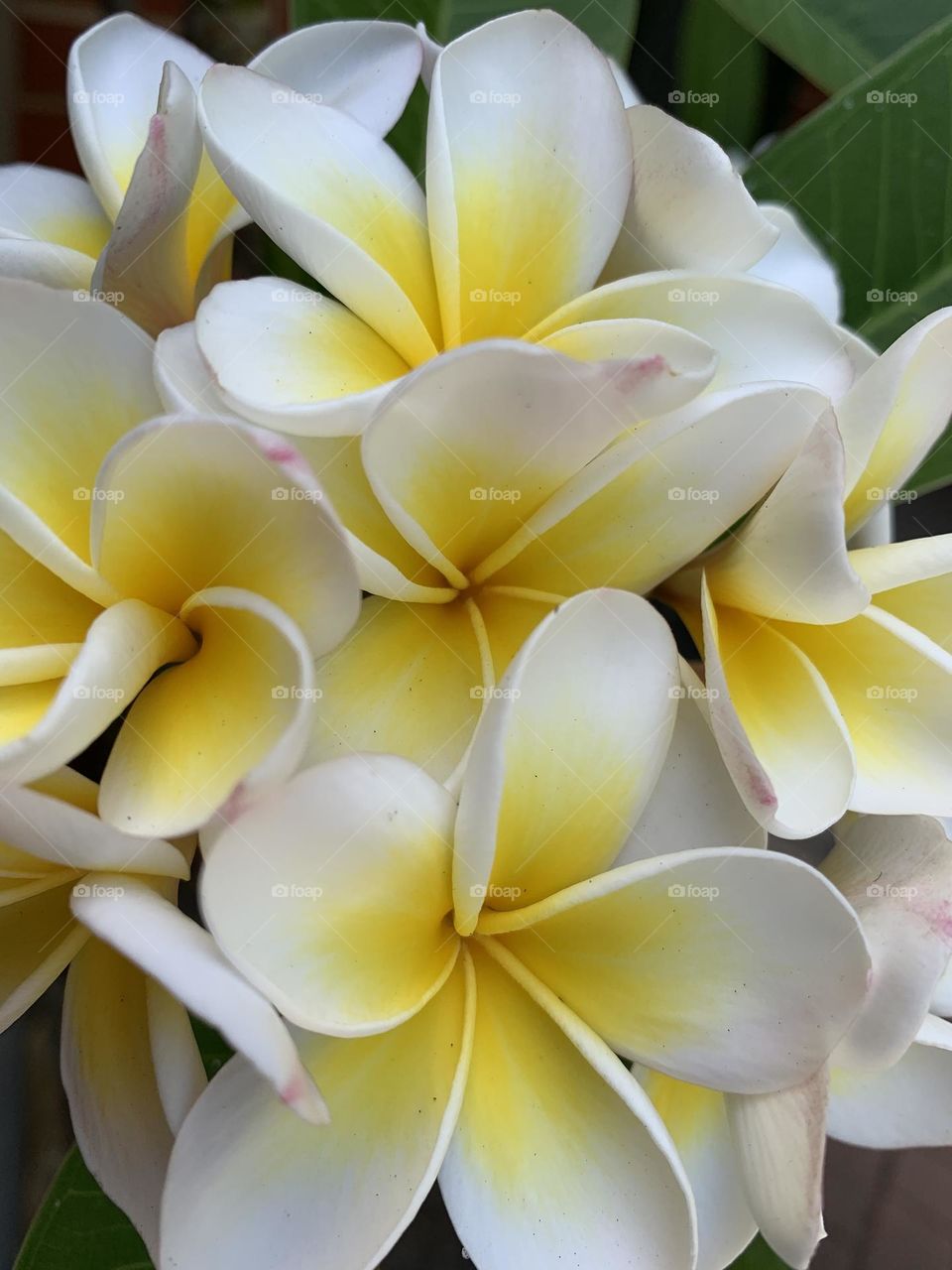 Frangipani