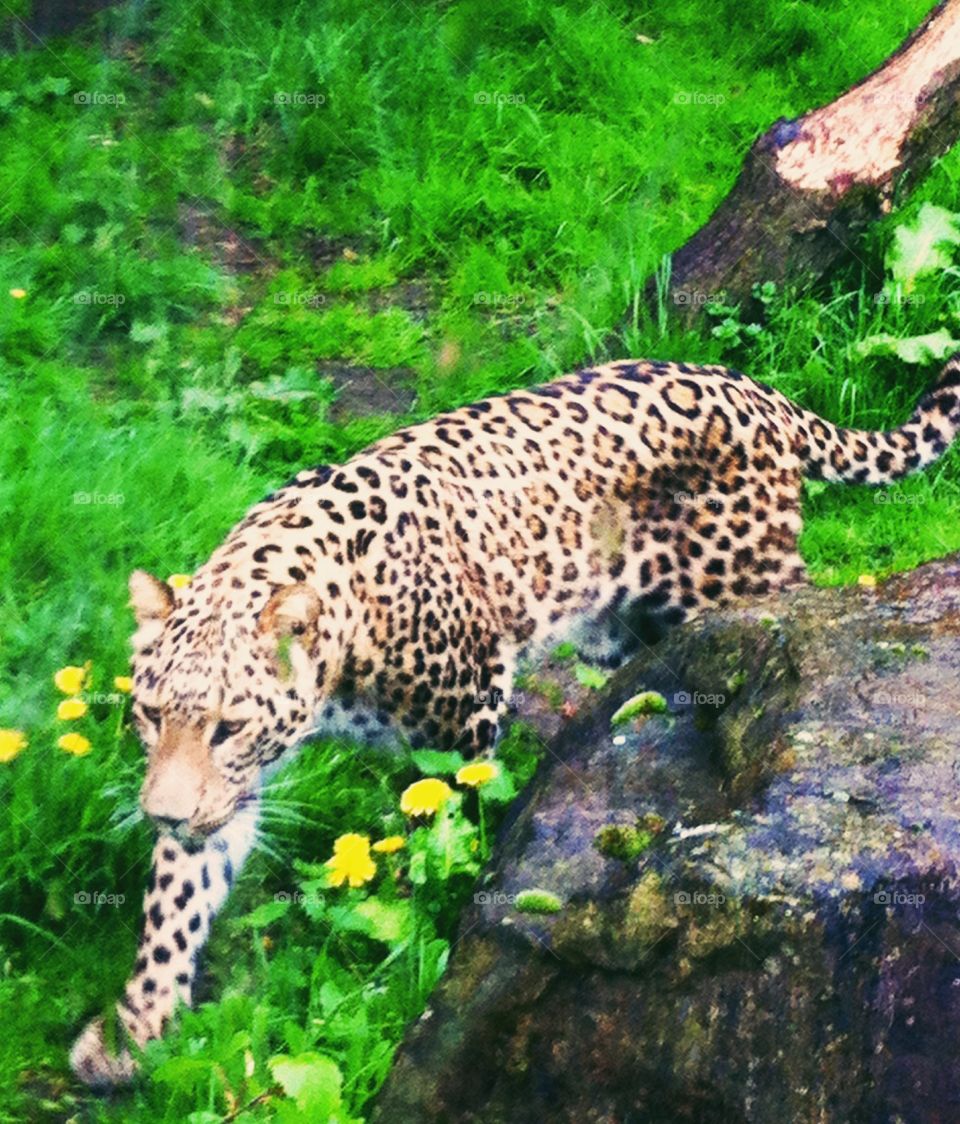 Leopard