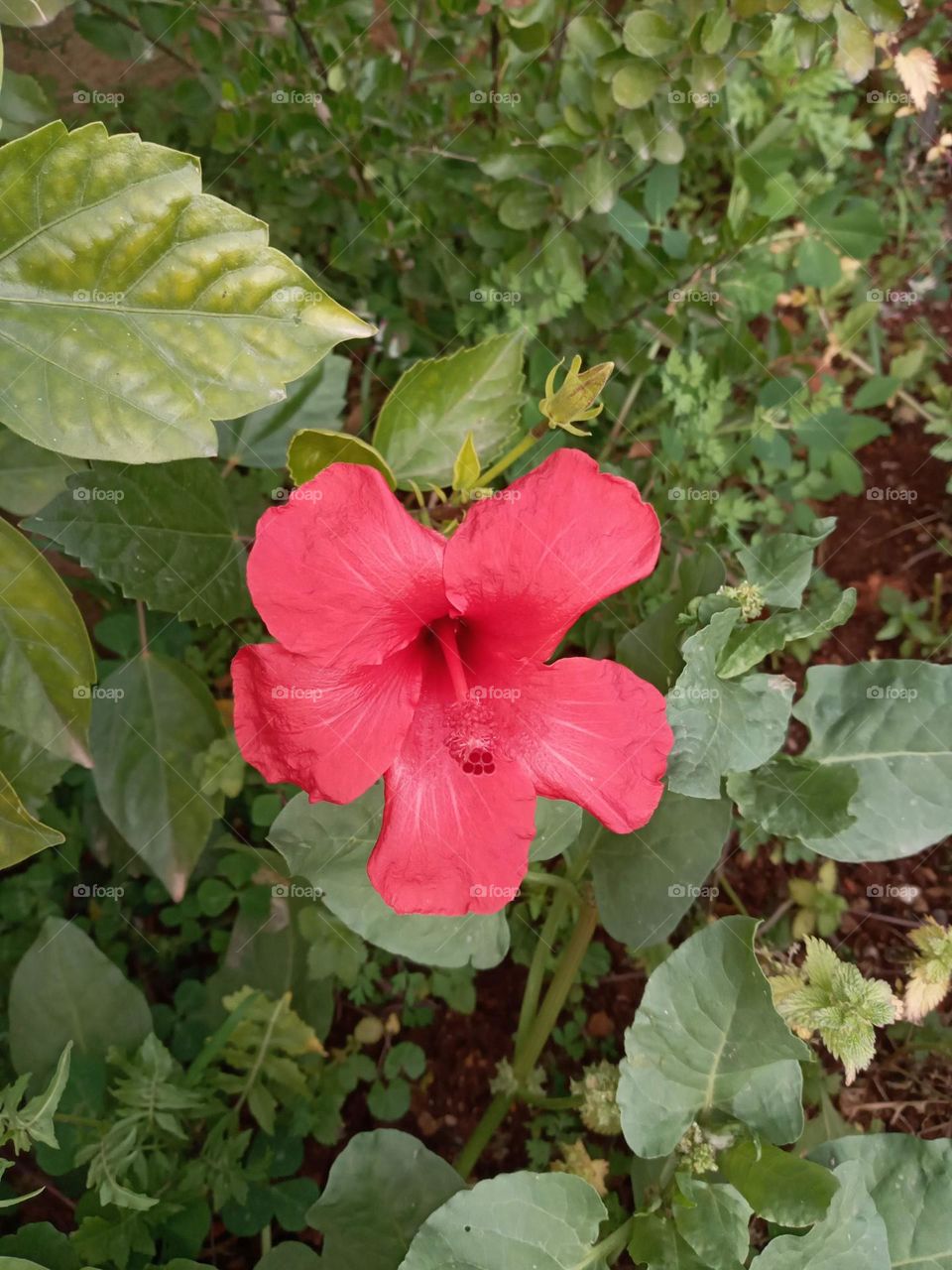Red flower