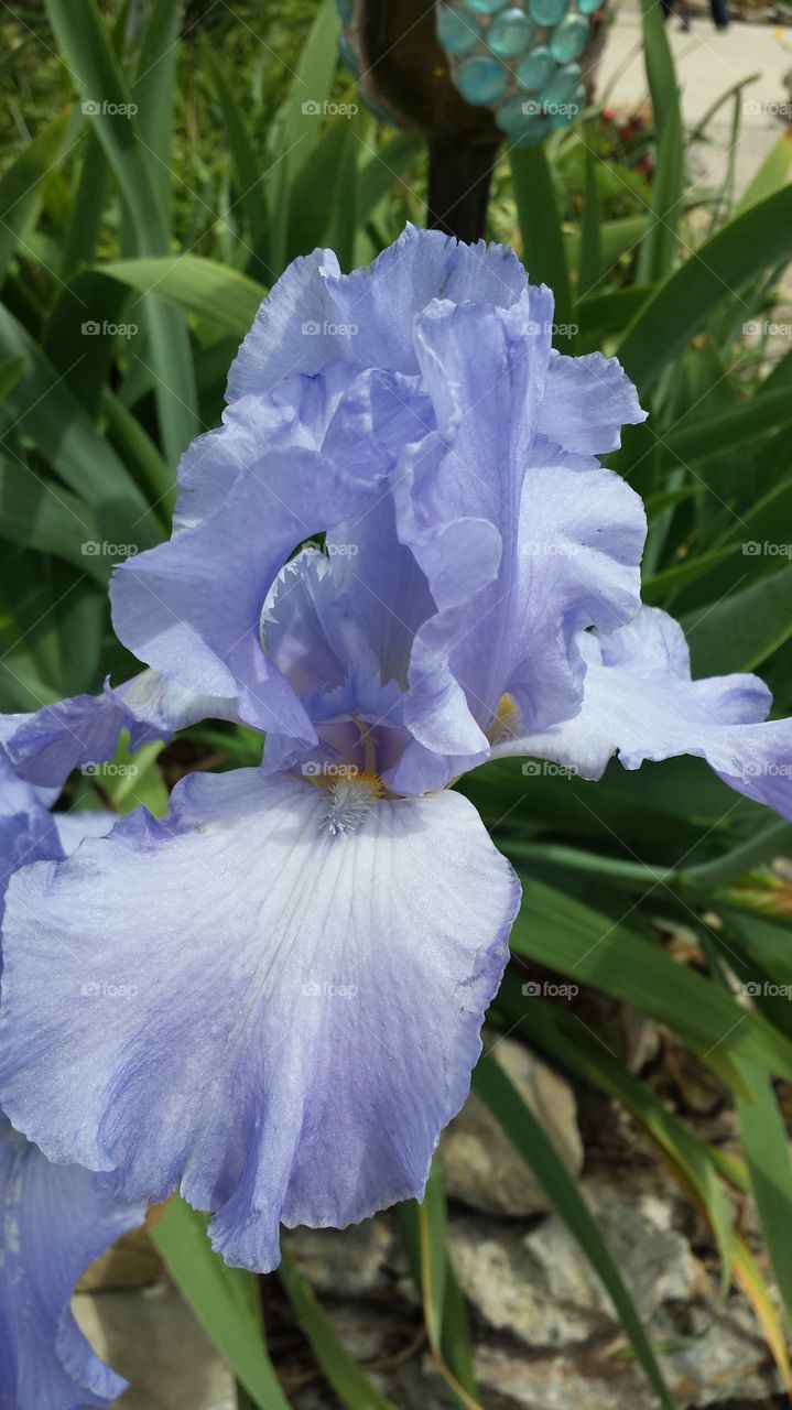 blue iris. periwinkle