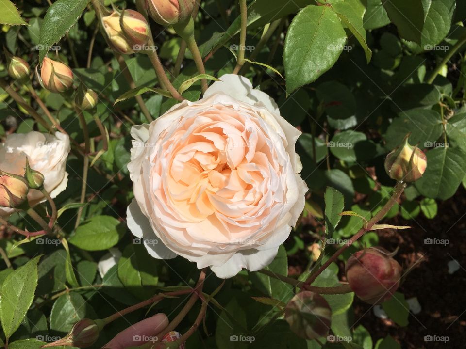 Beautiful double petal rose on a sunny day 