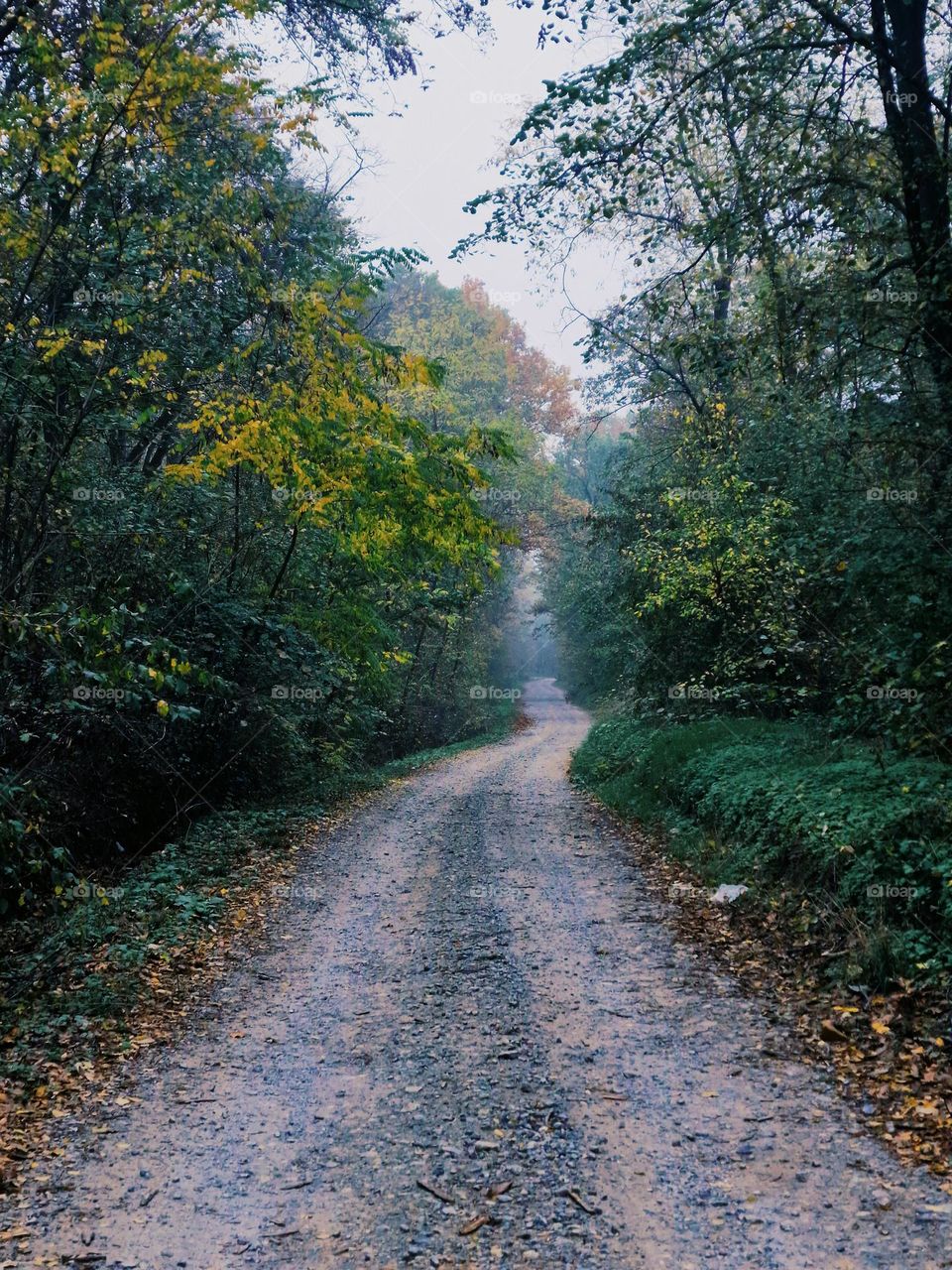 forest road covered with autumn leaves