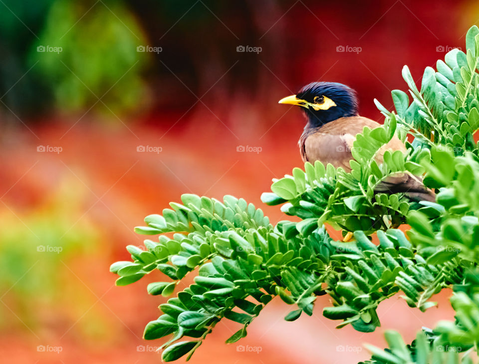 Bird photography - Indian Mynaa